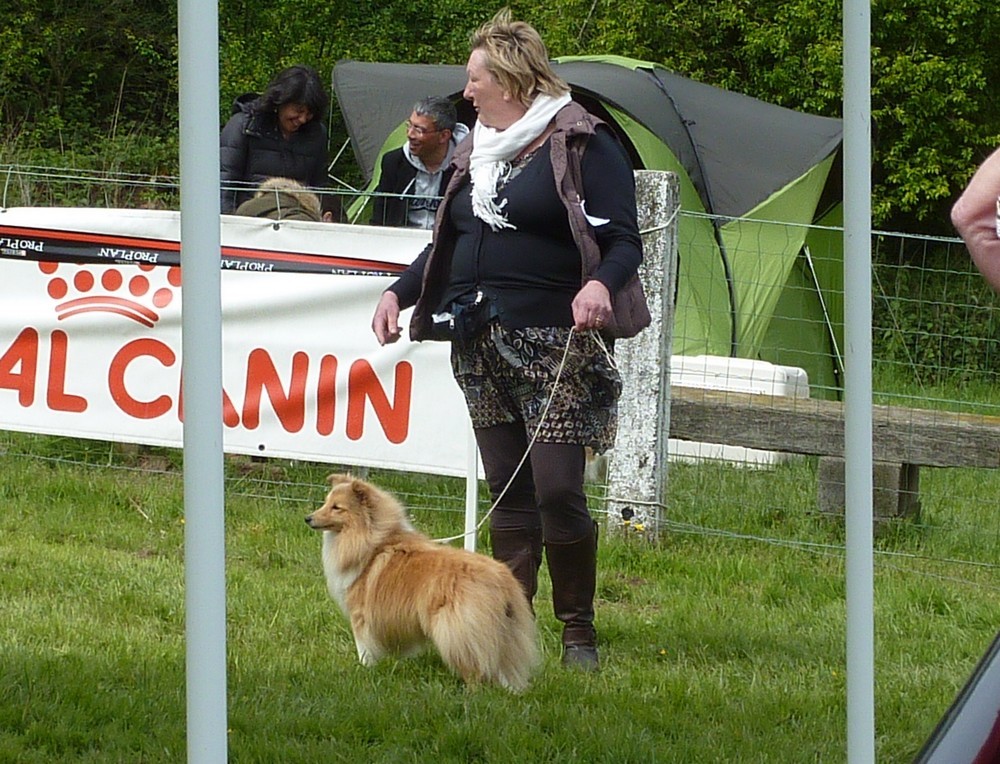 Club belge des shelties: expo 2013 (reportage photos complet) Expo_297