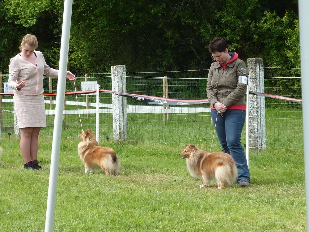 Club belge des shelties: expo 2013 (reportage photos complet) Expo_303