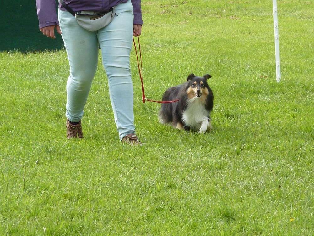 Club belge des shelties: expo 2013 (reportage photos complet) Expo_324