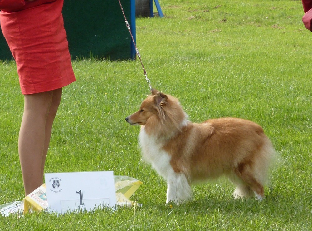 Club belge des shelties: expo 2013 (reportage photos complet) Expo_344