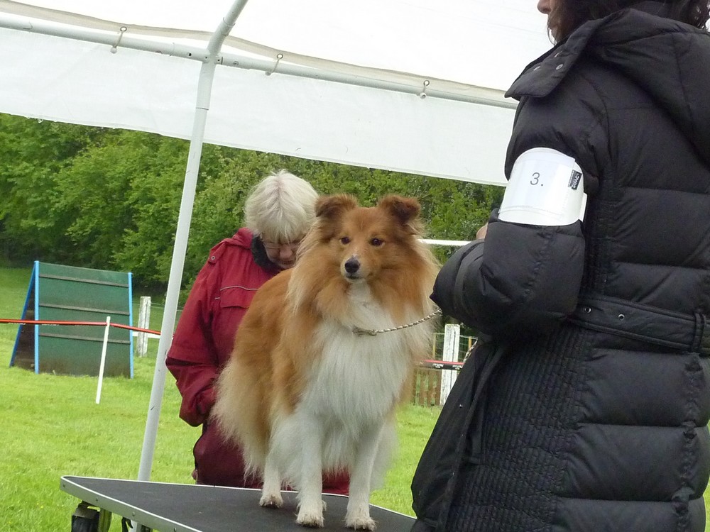 Club belge des shelties: expo 2013 (reportage photos complet) Expo_b32