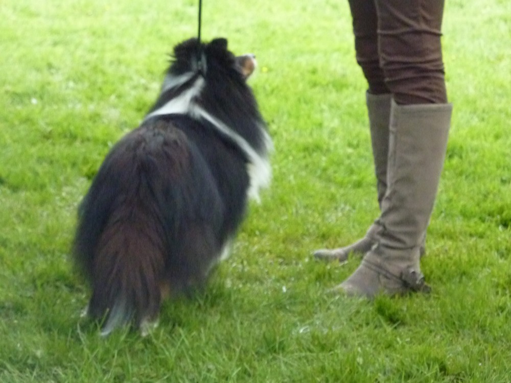 Club belge des shelties: expo 2013 (reportage photos complet) Expo_b82