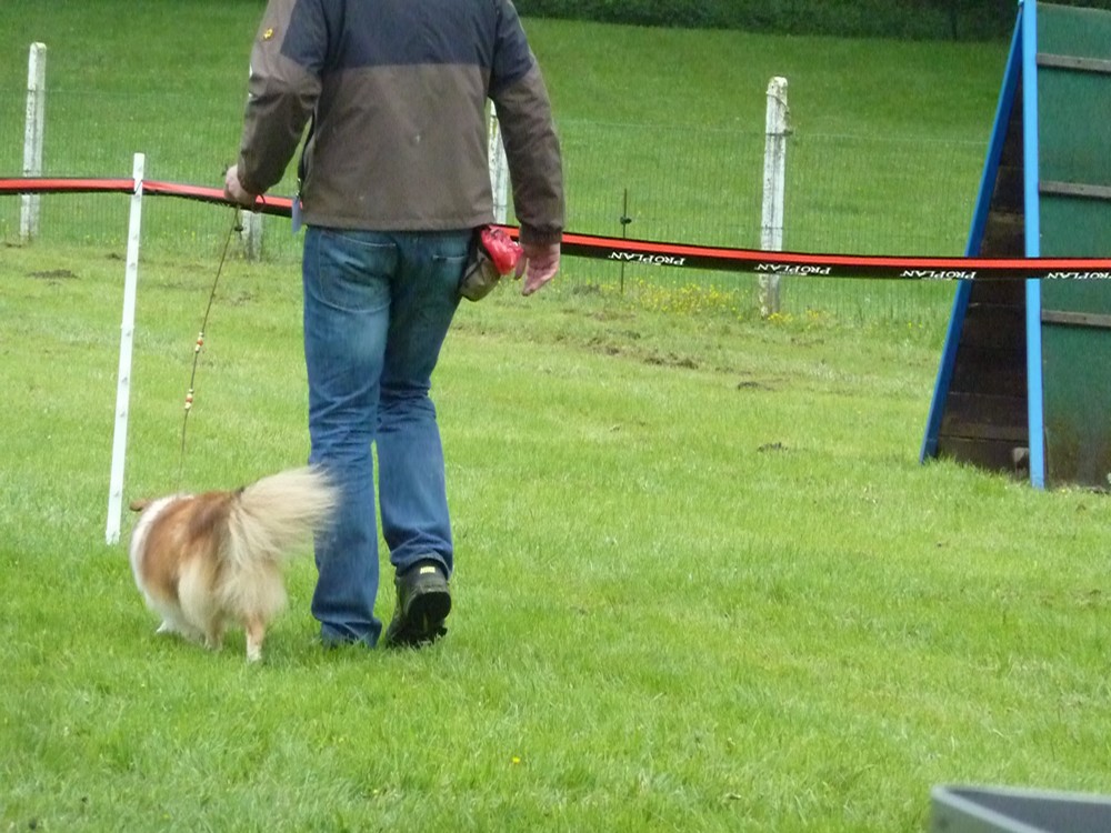 Club belge des shelties: expo 2013 (reportage photos complet) Expo_b87