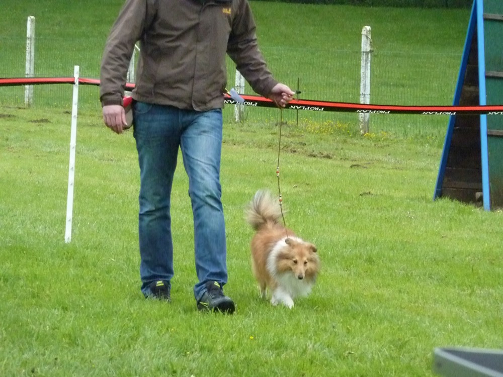 Club belge des shelties: expo 2013 (reportage photos complet) Expo_b88