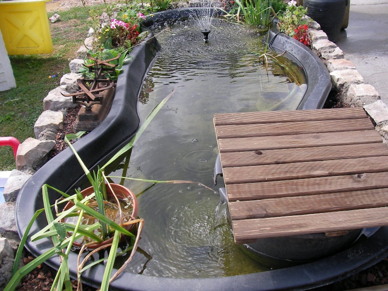 Notre bassin pour les tits poissons Vivier12