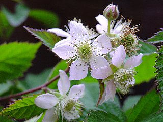 Vous connaissez ces fleurs ? Fruits21