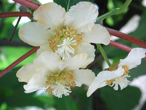 Vous connaissez ces fleurs ? Fruits33