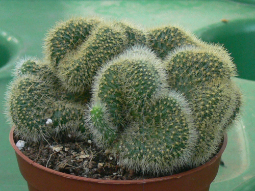 Cleistocactus samaipatanus cristata Cactee15