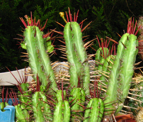 [Euphorbia ferox]Qui suis-je ? Cactus10