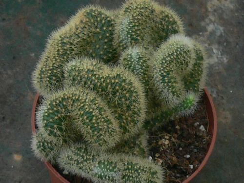 Cleistocactus samaipatanus cristata Mammil11