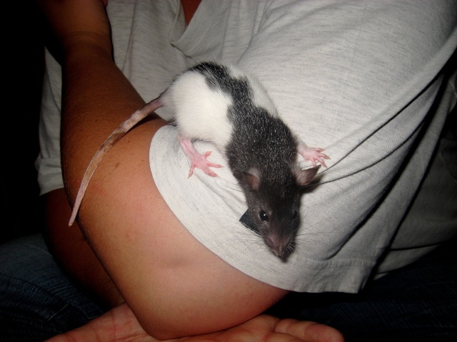 Portée ratons male et femelles (37) Img_3819