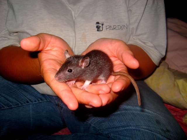 Portée ratons male et femelles (37) Img_3927