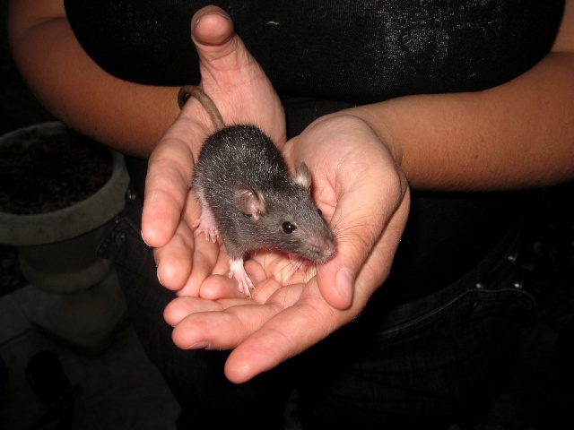 Portée ratons male et femelles (37) Img_4127