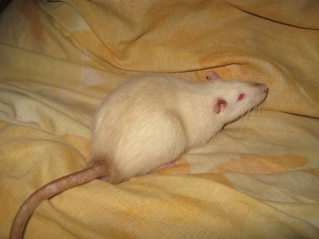 Pamukkale - jeune rat himalayen (41 et ok covoits) Img_4933