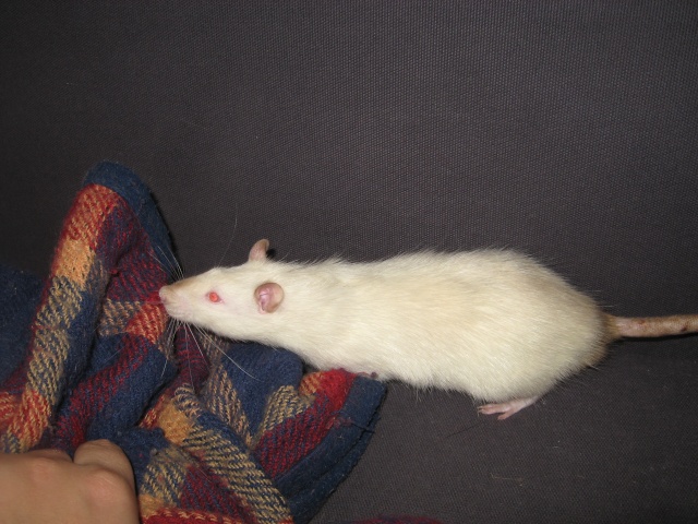 Pamukkale - jeune rat himalayen (41 et ok covoits) Img_4938
