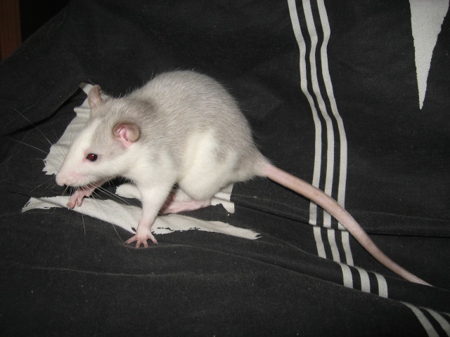 Mélisse - jeune ratte husky agoutie (41) Img_6312
