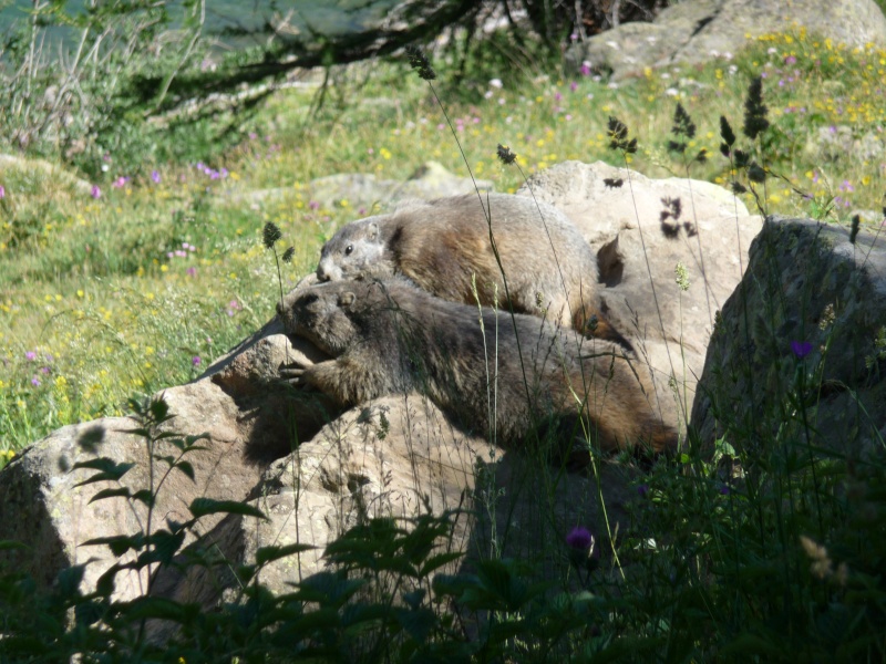 Marmottes P1010315