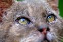 Stop aux massacre de chats sur l'le de Texel (Pays Bas) Chat10