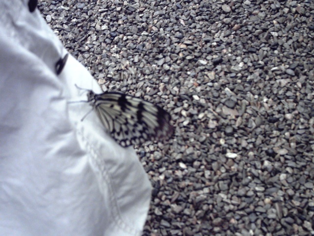 Les papillons Pajam10