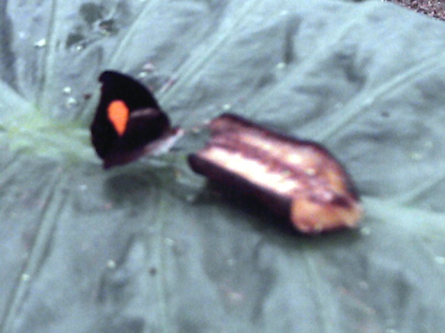 Les papillons Pamapr10