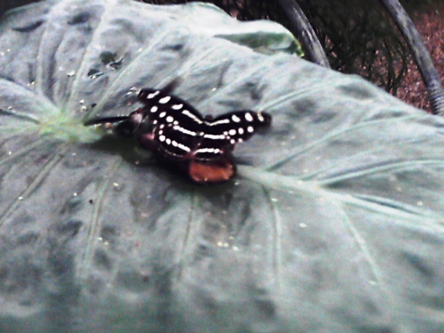 Les papillons Reco0027