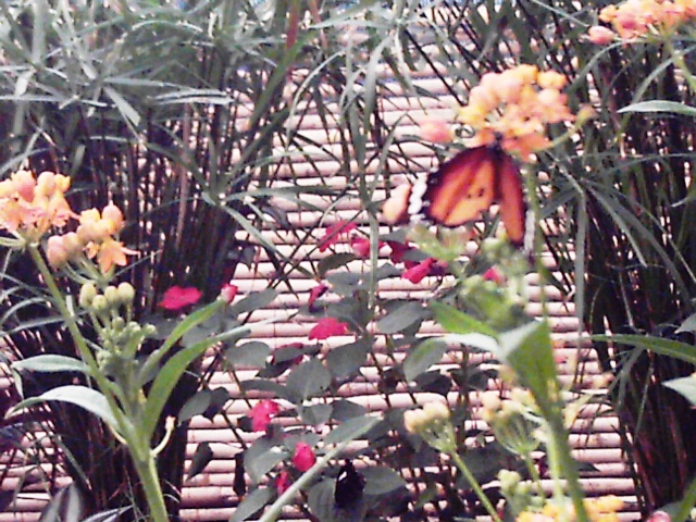 Les papillons Reco0030