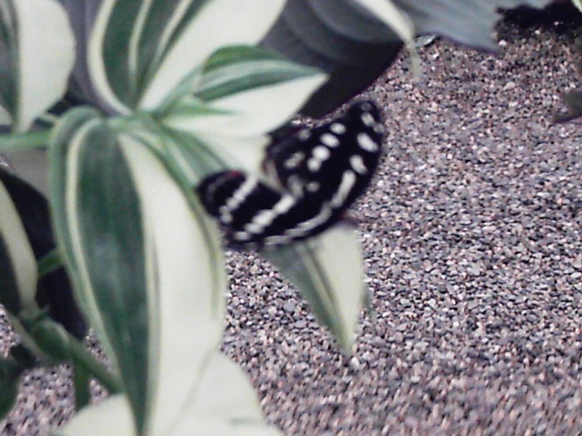 Les papillons Reco0031