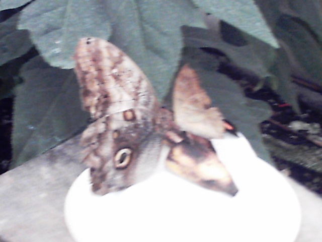Les papillons Reco0032