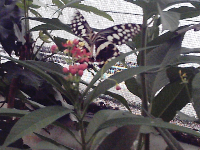 Les papillons Reco0037