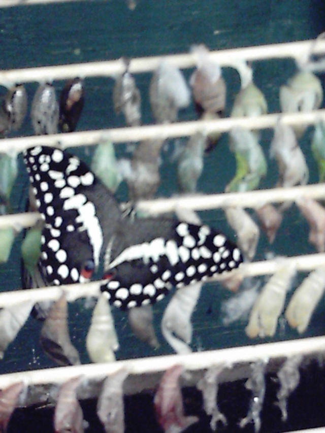 Les papillons Reco0038
