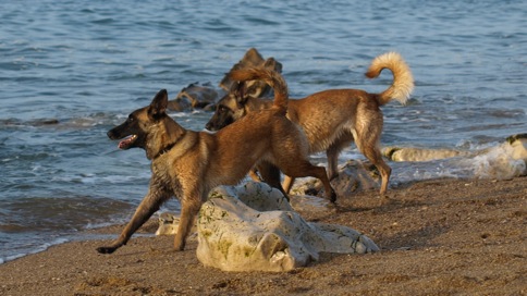 Caane de Karysha (malinois) - Page 12 P3232214