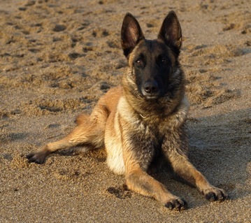 Caane de Karysha (malinois) - Page 12 P3232315