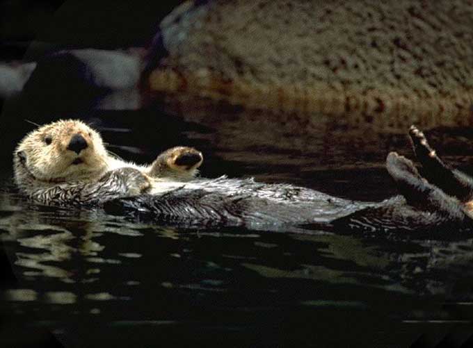 Un anniv de loutre ! Loutre17