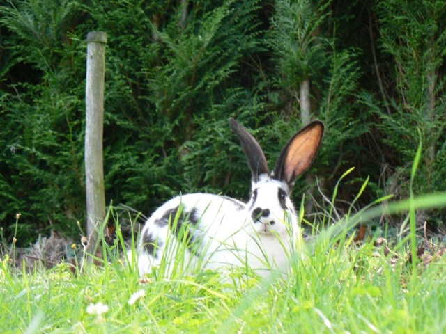 Le 19 Juillet 2009 : les lapins dans le jardin =) P1080713