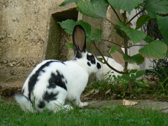 Le 19 Juillet 2009 : les lapins dans le jardin =) P1080722