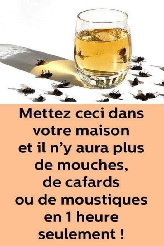 mouches et moustiques 10838210