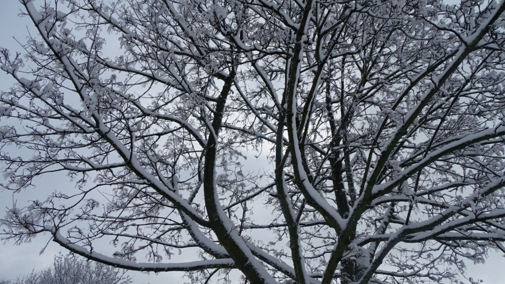 la neige de 2023 Dsc00936