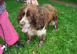 Beethoven springer male 10 ans dpt 62 Beetho10