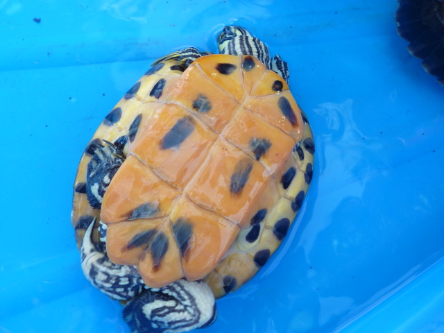 Tortues P1010211