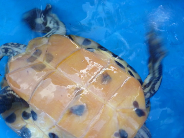Tortues P1010212