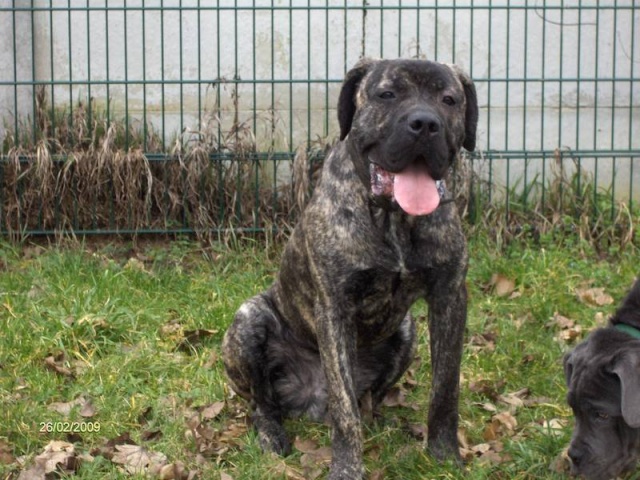 Djaï, cane corso de 7 mois LOF - Page 3 6050m410