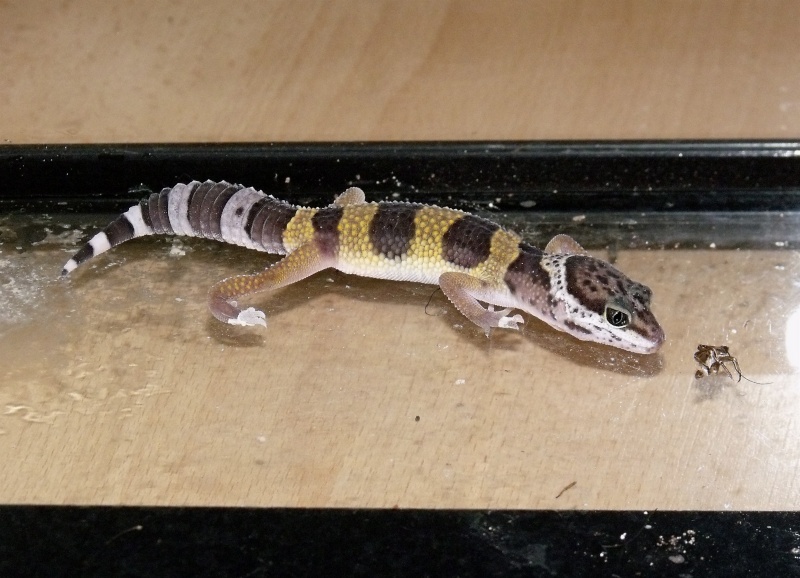 mes gecko leopard Dscf0016