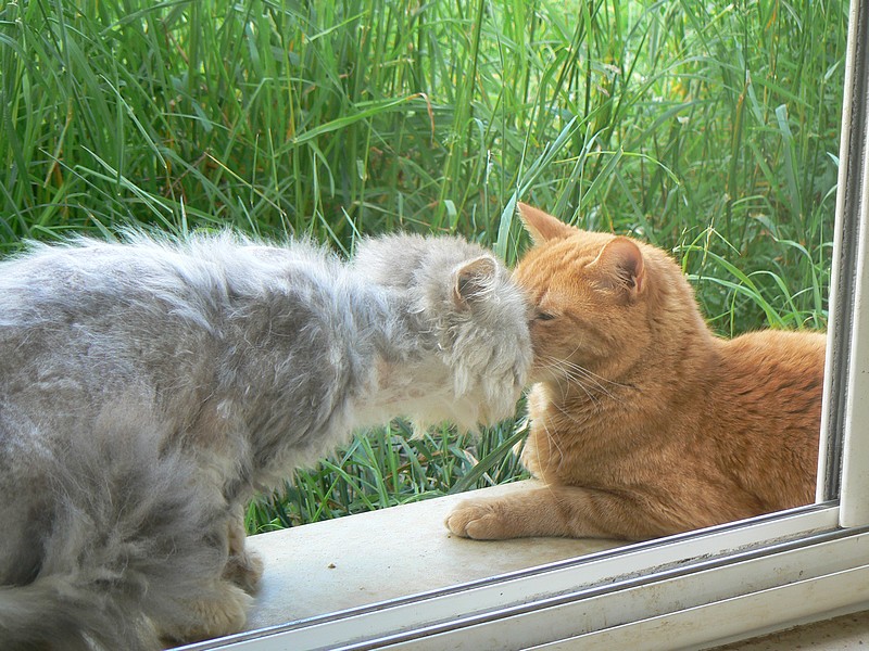 Sasha, type Persan, un coeur sur pattes [adopté] 0613_110