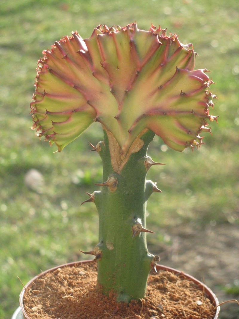 Cactus