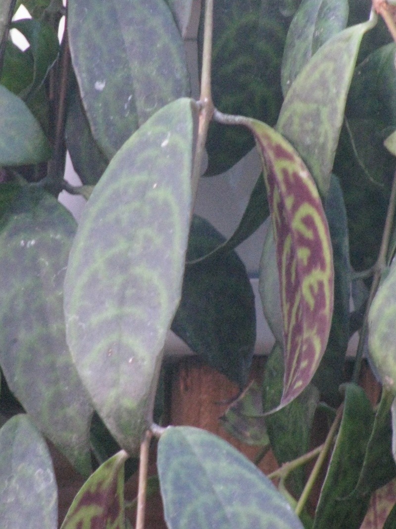 Hoya qui n'est pas un Hoya   ;-(   Aeschynanthus mamoratus  ! Img_4316