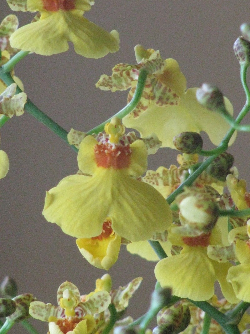 Phalaenopsis & Oncidiums Img_7214