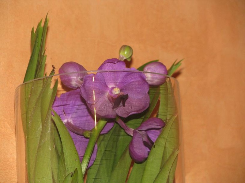 Vanda et Orchidées Img_8413