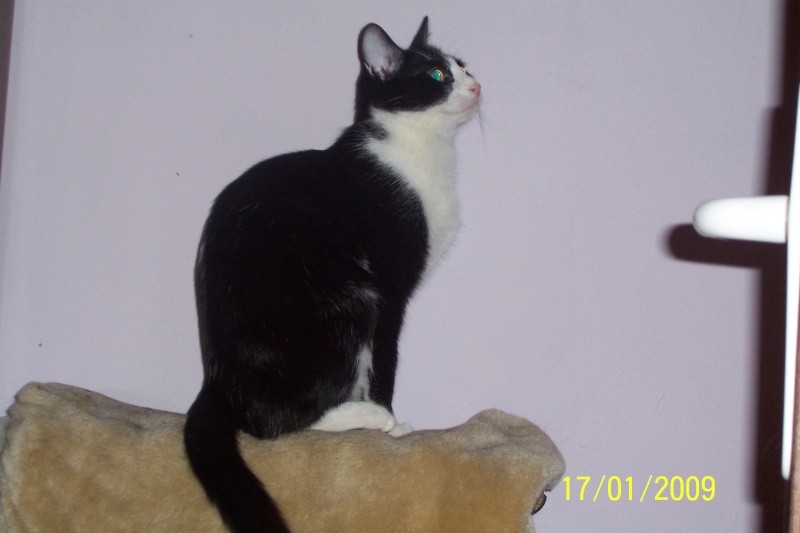 4 petit chaton 3 mois noir et blanc 100_3111