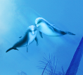 signature dolphin [photoshop cs] Tutodo30