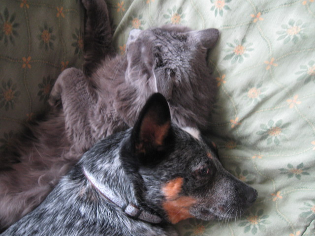 ici l'amour entre chien et chat... Img_1010